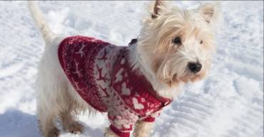 Eight Winter Tips for Your Pet