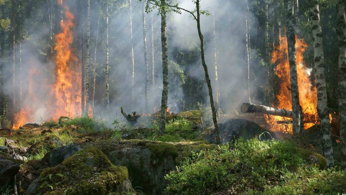 Fire Safety: How to Prevent and Respond to Wildfires in the Summer Months